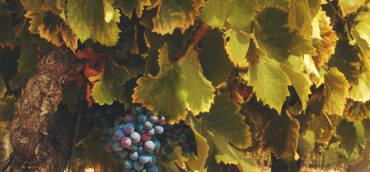 A license farm winery produce wines on site